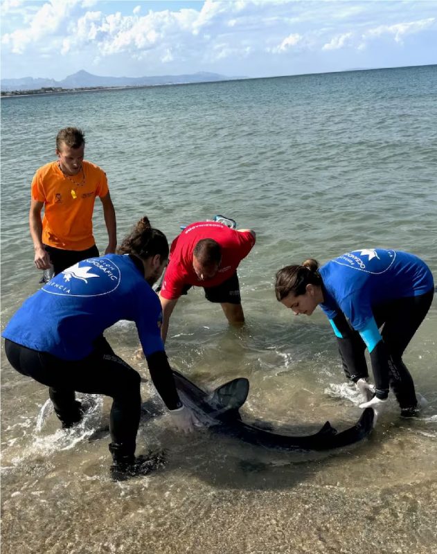 Pesquisadores recolhendo tubarão morto em praia 