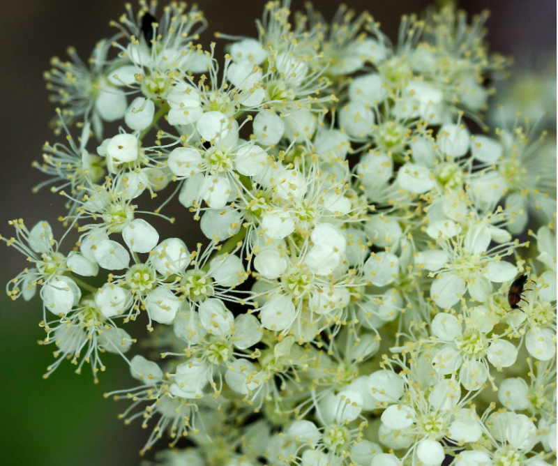 Planta ulmária na natureza
