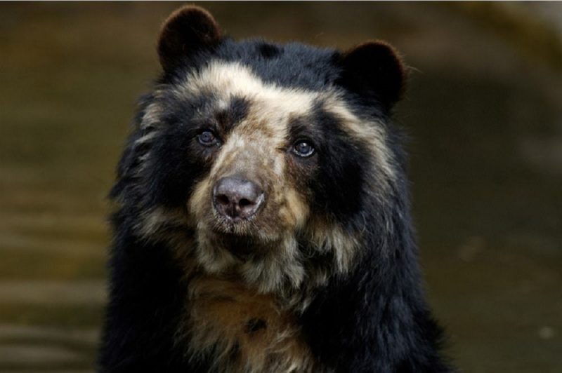 Fotografia de um urso-de-óculos sentado 