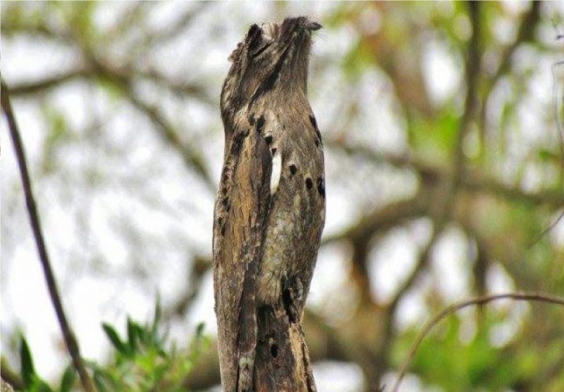 Ave noturna camuflada em meio à mata