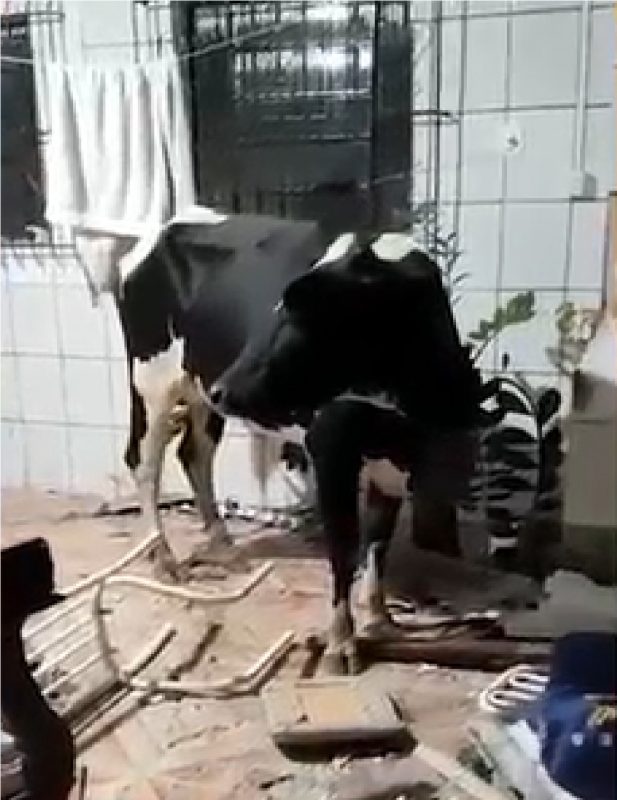 Vaca em meio aos destroços de sala de jantar