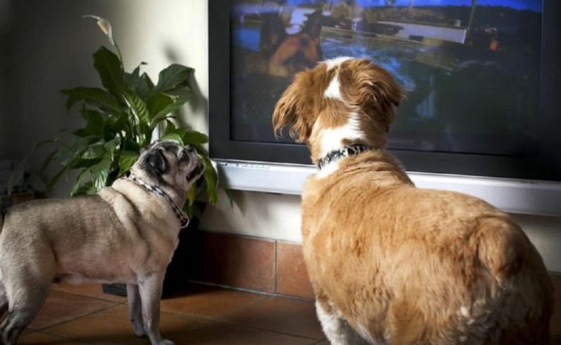 Dois cachorros assistindo televisão