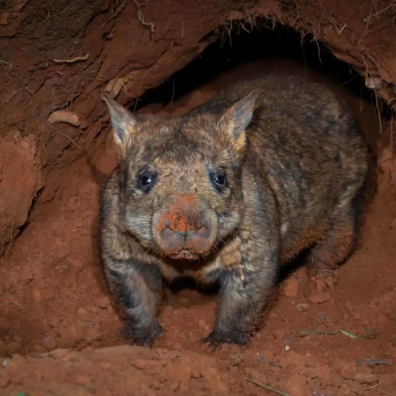 Vombate-de-nariz-peludo-do-norte dentro de um buraco de terra 