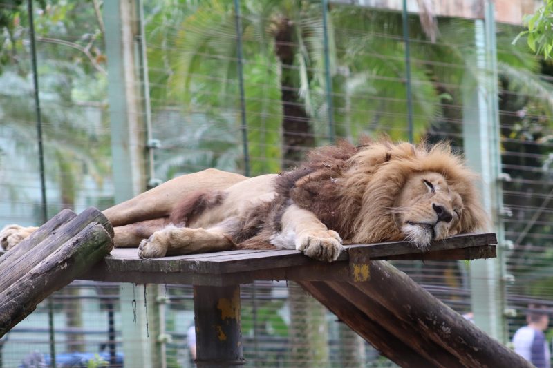 Leão dormindo no zoo Pomerode