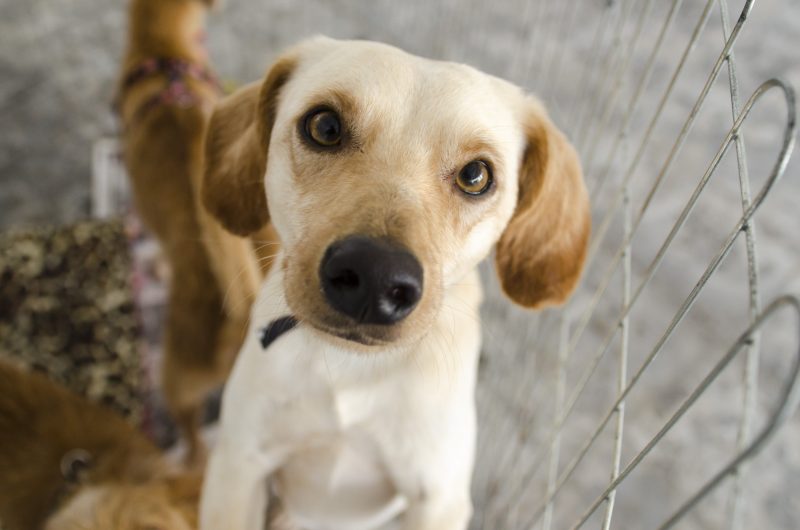 Cachorro olhando pra câmera