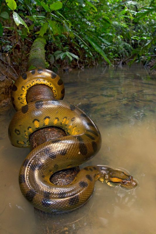 Anaconda-verde
