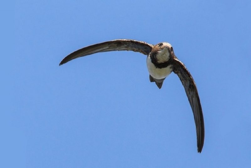 Pássaro voando em céu azul