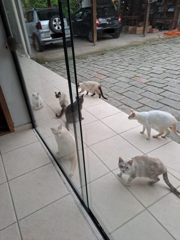 Gatos na porta da casa de vizinhos de idosa que acumula animais em Ibirama 