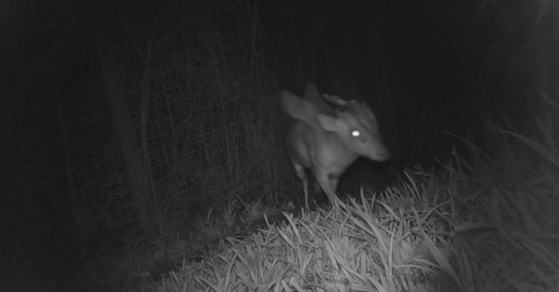 Animal alado com chifres avistado em trilha