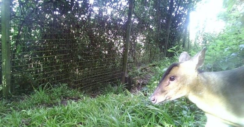 Cervo Muntíacos no zoológico da Inglaterra