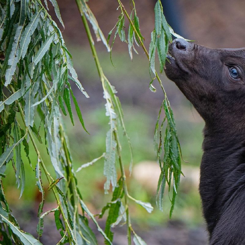 Bezerro se alimentando em zoológico