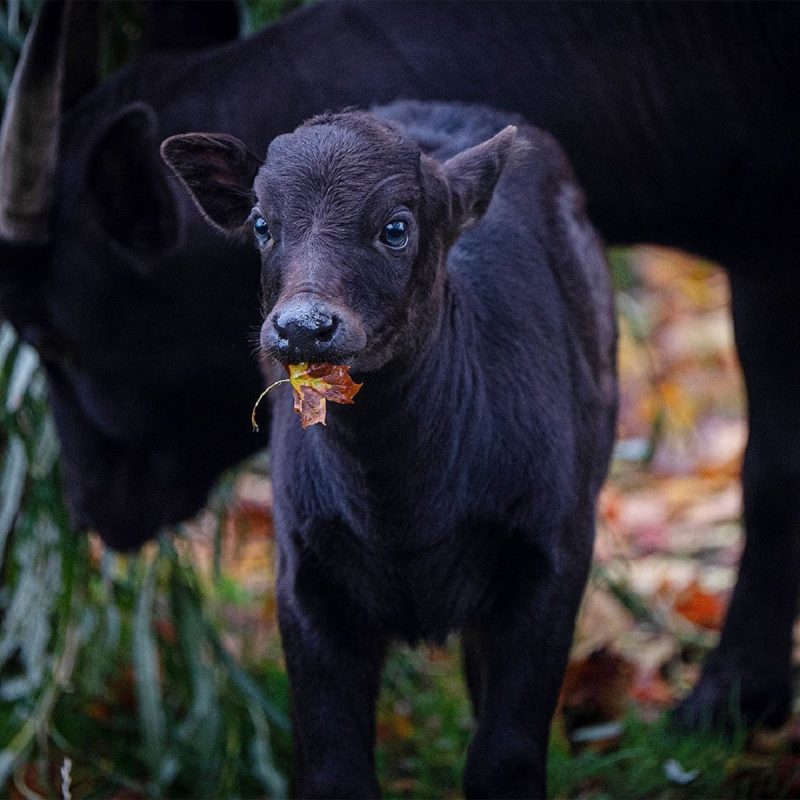 Bezerro de espécie de animal raro chamado anoa