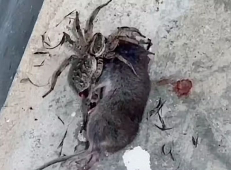 Mãe e filho encontram aranha gigante devorando rato 