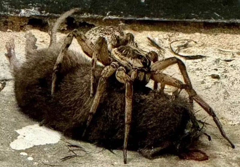 Aranha gigante devorando rato morto