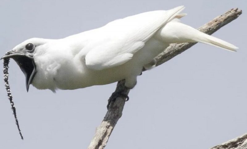 Pássaro mais barulhento do mundo é uma Araponga-da-Amazônia