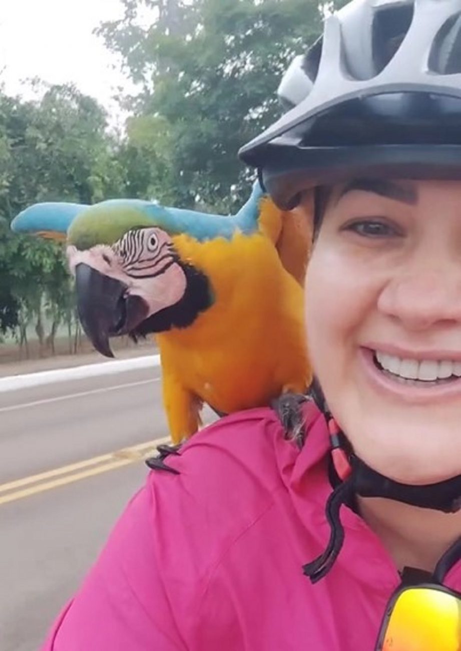 Arará-canindé pegou carona com grupo de ciclistas - Instagram/Reprodução/ND