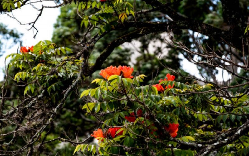 Árvore tropical com dezenas de flores laranjas vibrantes em seus galhos 