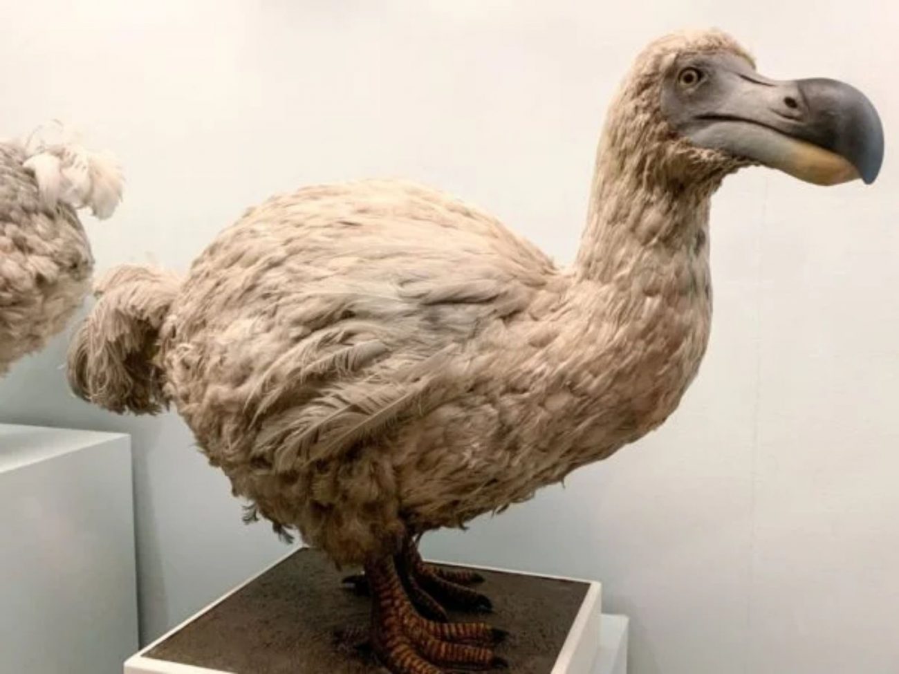 Dodôs pesavam mais de 20 kg