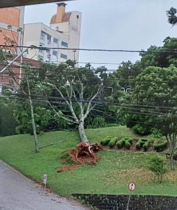 Árvore caída em gramado na saída de hospital em Rio do Sul 