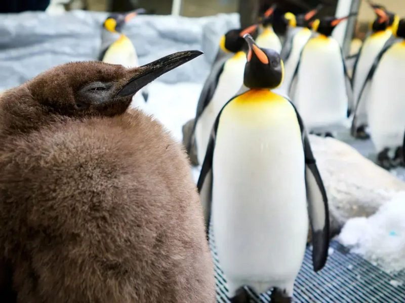 Imagem mostra Pesto, o bebê pinguim gigante com 22kg