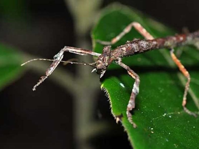 Bicho-pau é um dos animais que se reproduzem sem acasalar