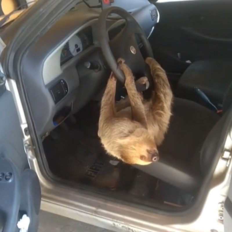 Bicho-preguiça pendurado em volante