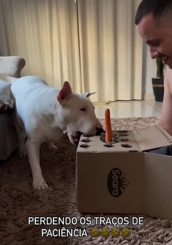 Bull terrier mordendo a caixa de papelão