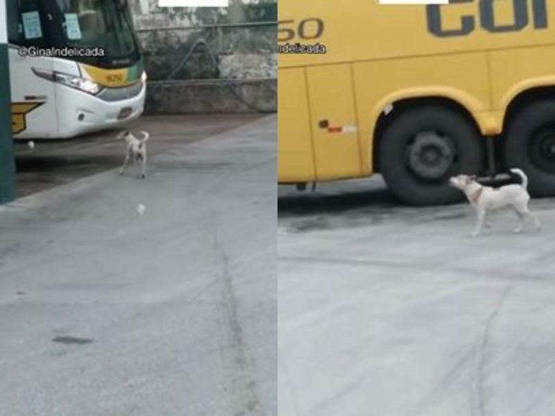 Montagem com duas fotos mostra a cachorra manobrista de ônibus em plena atividade no pátio da empresa 