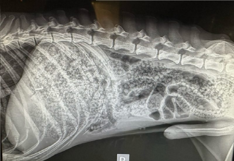 Raio-x feito em cachorro mostra restante de bolinhas em seu organismo