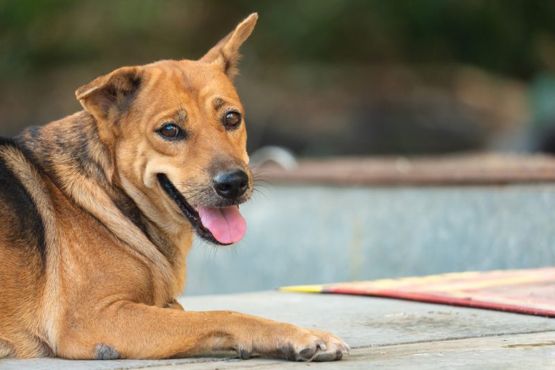 Adotar um cachorro exige dedicação