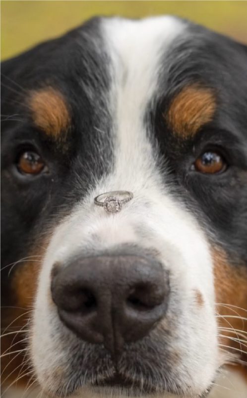 Cachorro da noiva em casamento temático