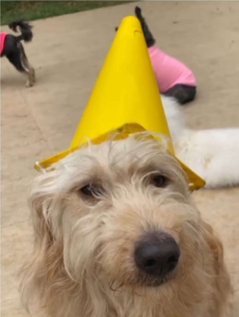 Cone virou um chapéu semelhante aos de aniversário - Internet/Reprodução ND