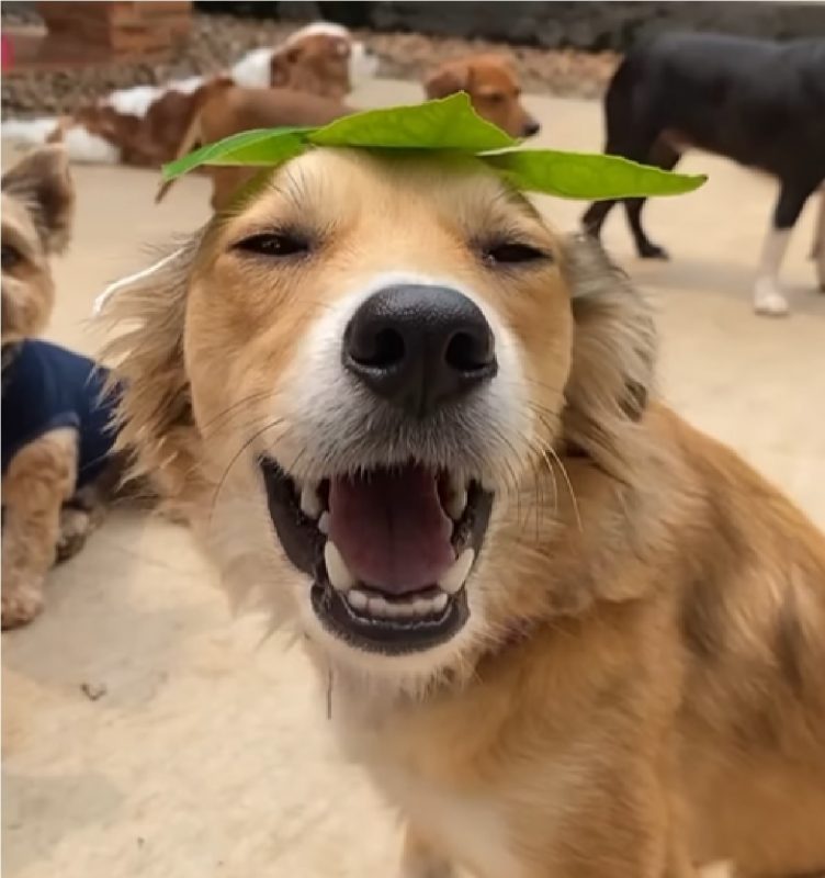 Cachorro com chapéu de folhas no dia do cabelo maluco