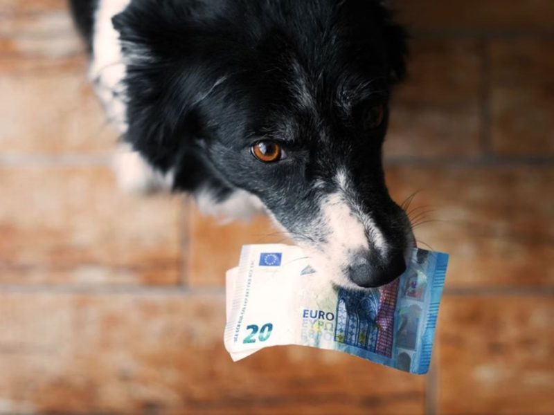 Cachorro segurando dinheiro na boca. Um caso de divisão de prêmio em dinheiro de loteria acabou gerando uma briga entre um casal, que teria que dividir o valor com o animal de estimação. 