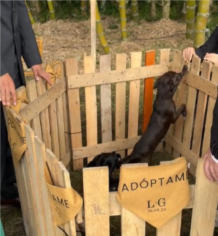 Filhotinhos de cachorro para adoção em casamento 