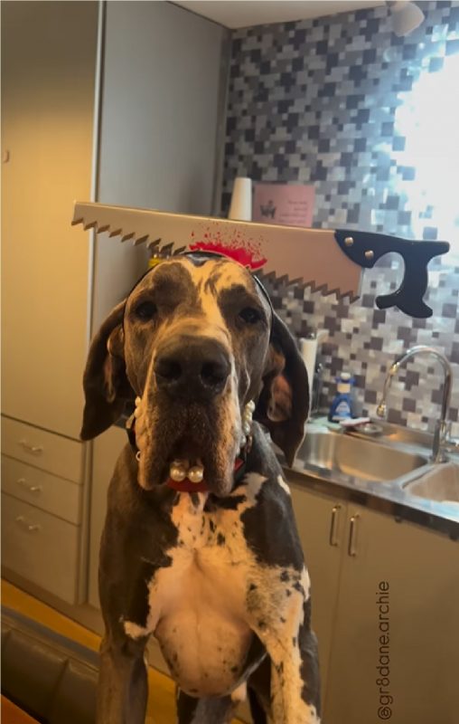 Cachorro com serra na cabeça posa para foto em cozinha de casa, antes de Halloween