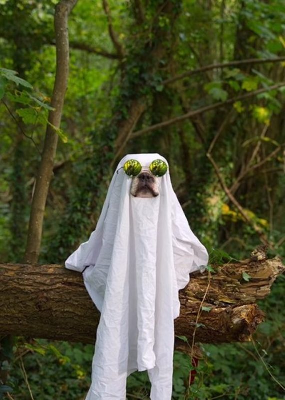 Cachorro se fantasiando de fantasma para o Halloween