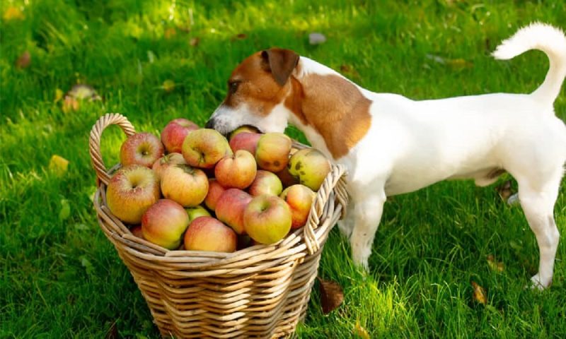 Cachorro comendo maças de uma cesta