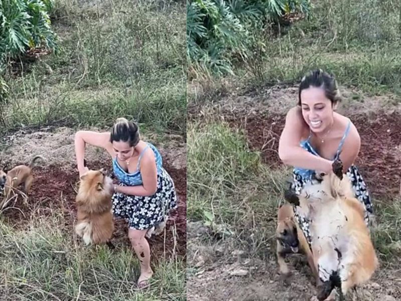 Cachorro Lulu da Pomerânia brincando na fazenda 