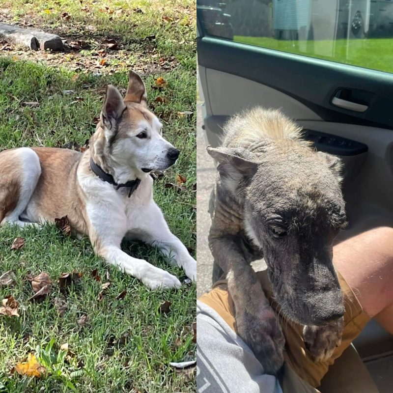 Cachorro antes e depois 