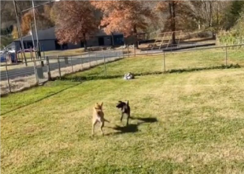 Cachorros correndo juntos após primeiro encontro em cidade nos EUA 