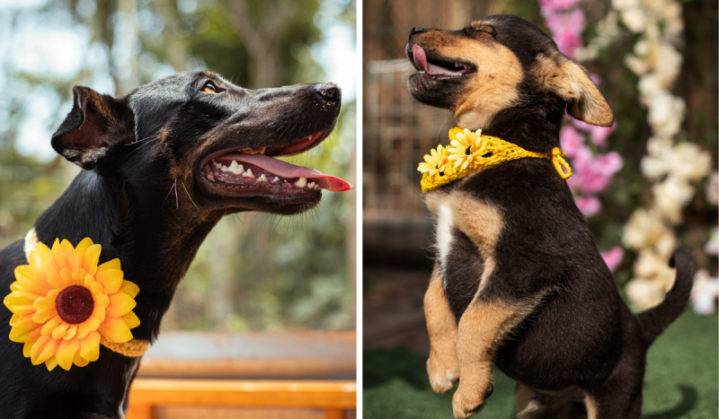 Fotomontagem para incentivar adoção de cães - à esquerda, cão adulto de pelagem preta posa de boca aberta com girassol no pescoço; à direita, cão preto filhote posa em duas patas com língua para fora