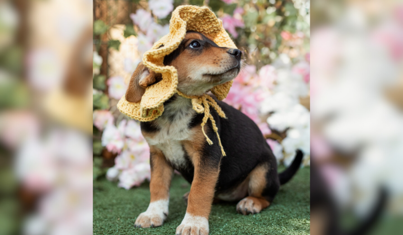 Filhote de cachorro usando chapéu de crochê na cor amarelo