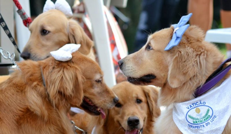 Cães terapeutas de luto - foto mostra quatro cães da raça golden retriever usando bandanas brancas e laços 