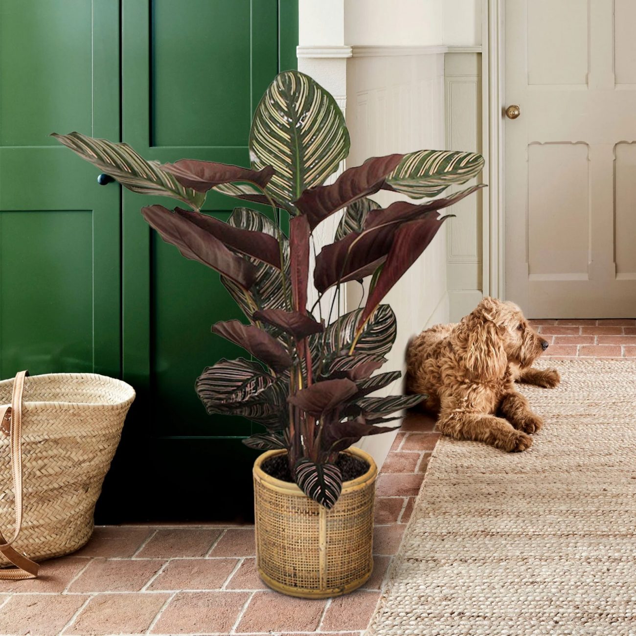 Calathea é uma planta tropical que não exige muita luz, mas aprecia umidade, então é ótima para ambientes internos - Reprodução/ND