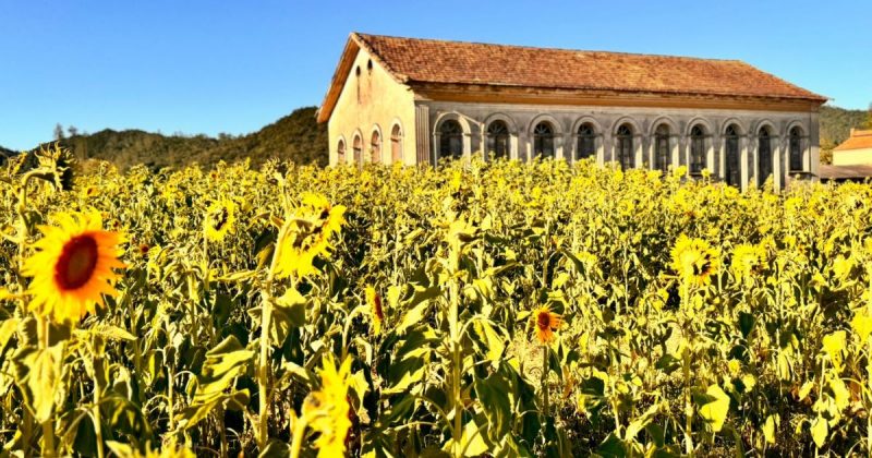 Girassóis encantam visitantes de Pedras Grandes