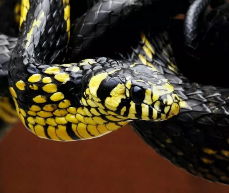 Imagem de close in em uma serpente caninana pendurada em um galho