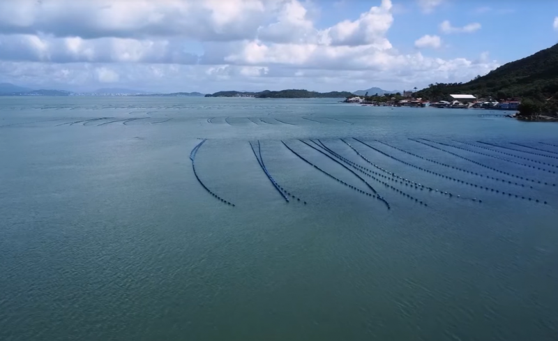 Florianópolis: a capital nacional das ostras e a revolução da maricultura