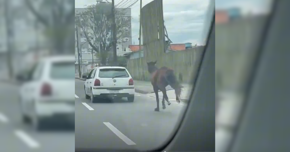 Registro de cavalo puxado por carro foi feito no bairro Jardim das Avenidas, em Araranguá - Redes sociais/Reprodução/ND