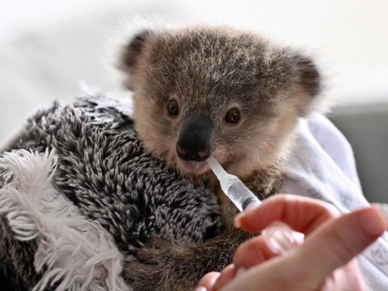 A imagem mostra Ajooni, bebê coala resgatado de uma estrada de Sydney onde um carro atropelou sua mãe. Essa é a principal causa da morte de coalas na Austrália. 